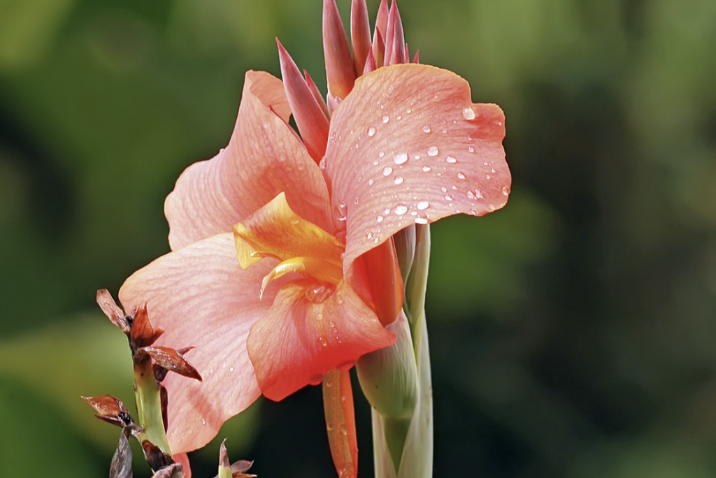 Canna Lily